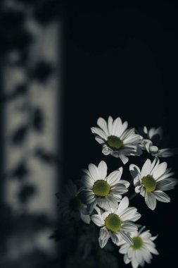 Sanatsal stüdyo çiçek buketi Sevgililer Günü 'nü ya da romantik çiçeklerin ışıkta çekilmiş fotoğrafını çeker..