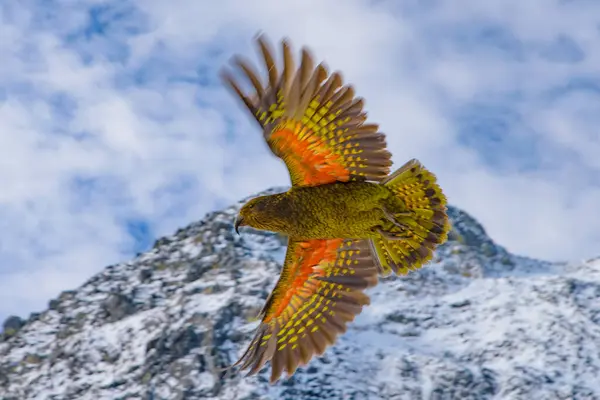 Kea Werelds Enige Alpiene Papegaai Een Bedreigde Soort Nieuw Zeeland Stockfoto