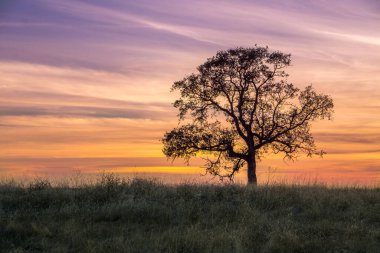 Meşe ağacı siluetiyle dramatik bir mor gün batımı. 