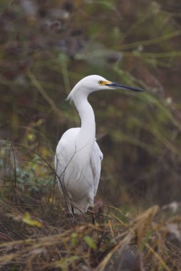Karlı balıkçıl kuşu tünemiş