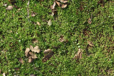 Yeşil Yosun zemin arkaplanı