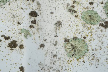 Kırık beyaz boya ve büyüyen liken 