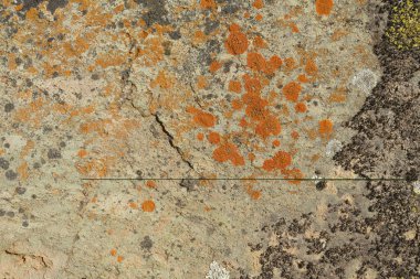 kaya kırmızısı yeşil yosun yüzeyi