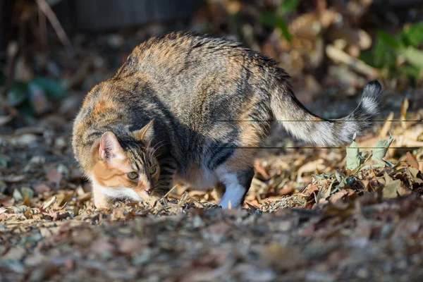 Calico Cat Outdoors — Stock Photo, Image