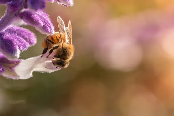 紫色の花にミツバチ — ストック写真
