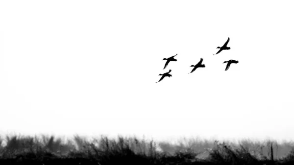 Ein Kleiner Schwarm Wasservögel Enten Fliegt Über Schilf — Stockfoto