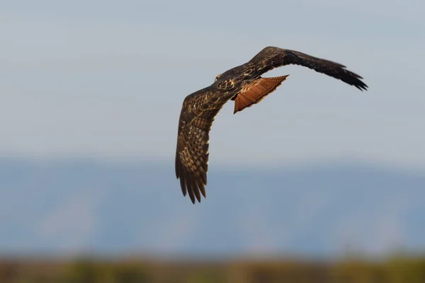 Kızıl Kuyruklu Şahin Uçuyor — Stok fotoğraf