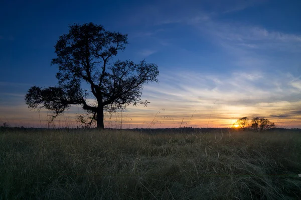 Ein Dramatischer Blauer Sonnenuntergang Mit Der Silhouette Einer Eiche — Stockfoto