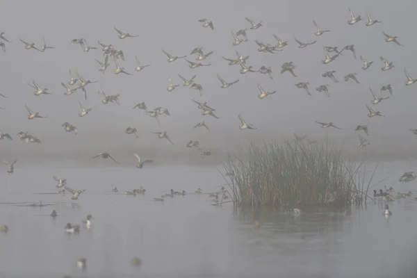 在雾中和湿地放飞鸭子 — 图库照片