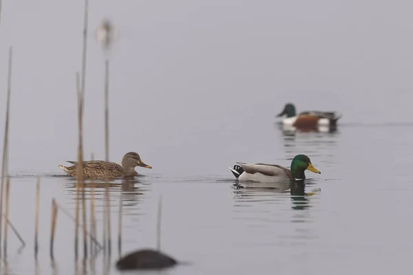 Yaban Ördekleri Sulak Alanlarda Yüzüyor — Stok fotoğraf