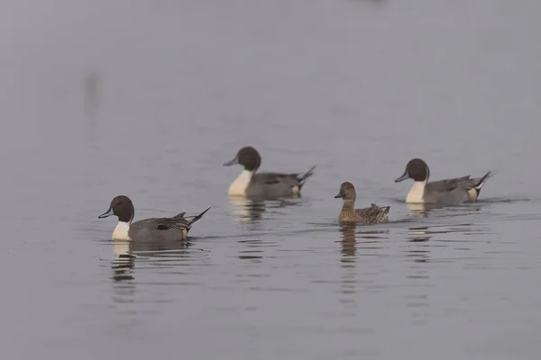 Pintail Ducks Swimming Fog — Stock Photo, Image