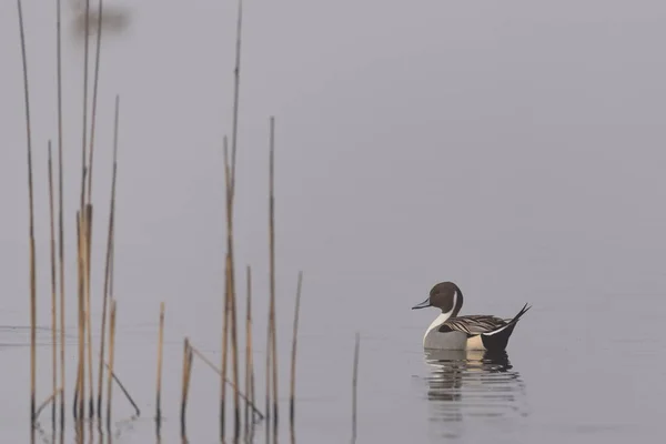 Pintail Ducks Swimming Fog Reeds — Stock Photo, Image