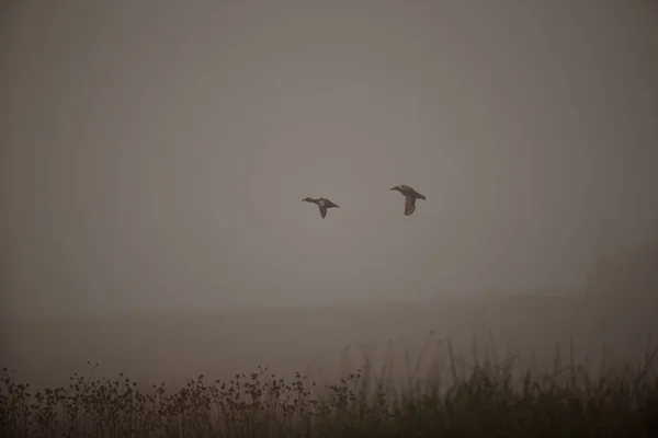 Zimtkrickente Fliegt Nebel — Stockfoto