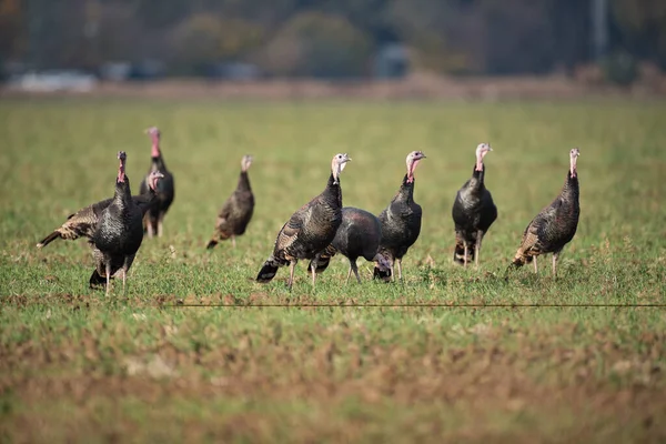 Flock Wild Turkeys Field — Stock Photo, Image