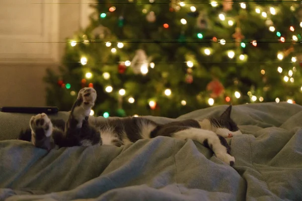 Gato Dormindo Debaixo Árvore Natal — Fotografia de Stock