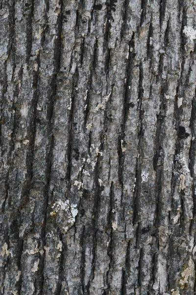 樫の木の樹皮の背景 — ストック写真
