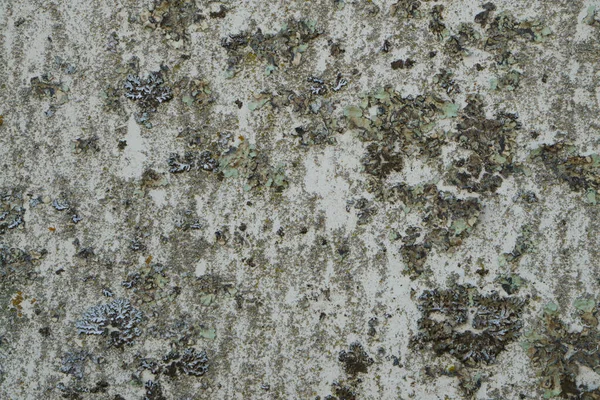 白と赤の塗料を剥離 Lichen — ストック写真