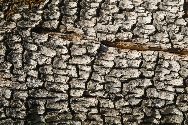 Oak Tree Bark Background — Stock Photo, Image