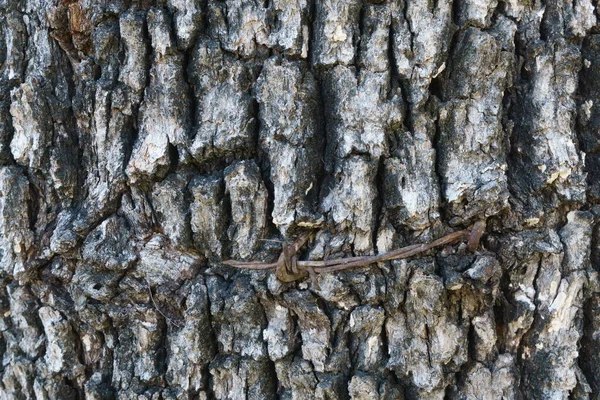 木の幹に包まれた鉄条網 — ストック写真