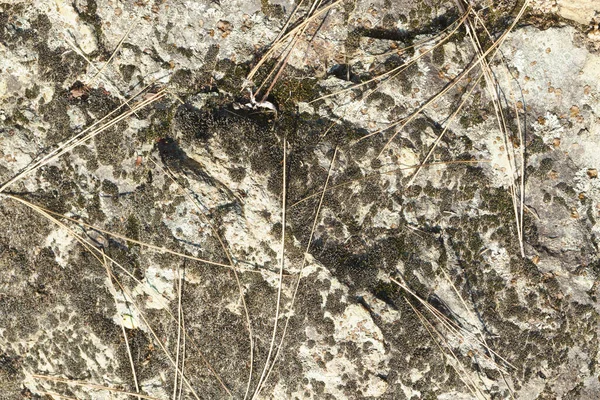 岩苔松の針 — ストック写真