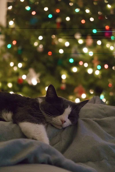 Gato Dormindo Debaixo Árvore Natal — Fotografia de Stock