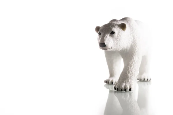 stock image A polar bear walking with reflection