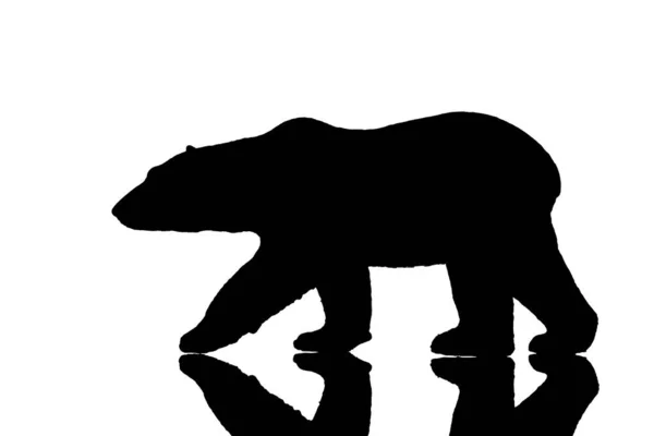 Полярний Ведмідь Йде Відображенням — стокове фото
