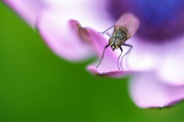 Mor çiçek yaprağında uç