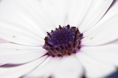 Osteospermum Beyaz çiçek mavi merkezi.