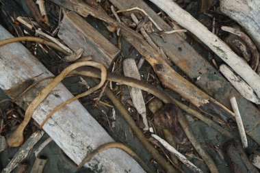 Dalgalar ve boğa yosunu kıyıya vurmuş..