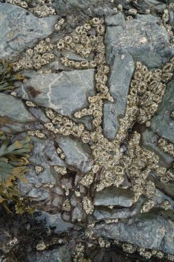 Dalgalar çekildiğinde Anemone kolonisi kuruluyor