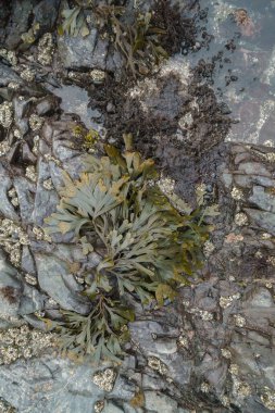 Kaliforniya 'da sular çekildiğinde