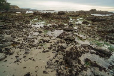 Kaliforniya 'da sular çekildiğinde
