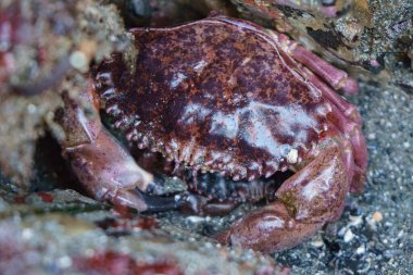 Kayalarda ve kumda Dungeness yengeci