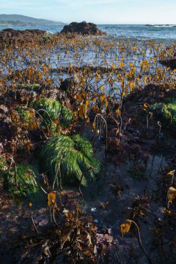 Düşük gelgit açığa çıkan yosunları aydınlatıyor