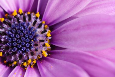 Daisy Burnu Osteospermum çiçeği
