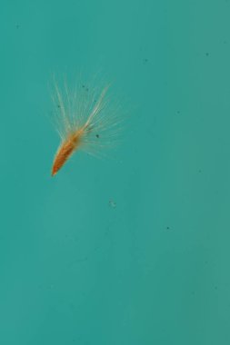 suyun üzerinde yüzen tohum