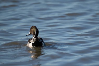 Kuzey Pintail yüzüyor.