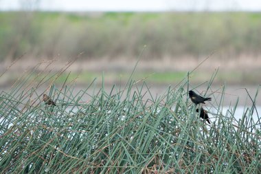 Küçük kırmızı kanatlı karatavuklar yeşil çayırlarda oturuyorlar.