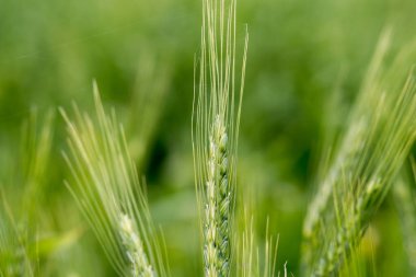 Yeşil buğday tarlası
