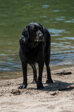 Kara Labrador av köpeği kıyıya yakın sahilde duruyor..