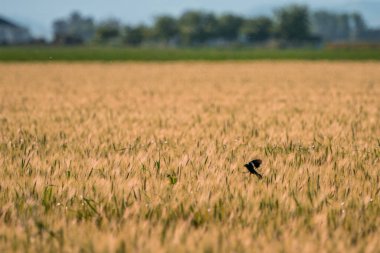 Kara kuş kuru buğday tarlasına iniyor.