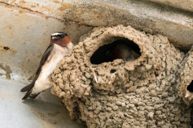 Çamur yuvası yapan kuşları yut.