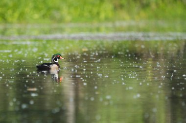 Drake Wood Duck suda yüzüyor..