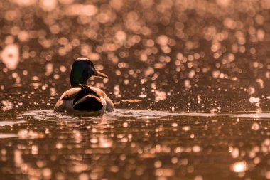 Erkek ördek ördeği omzunun üstünden bakıyor..