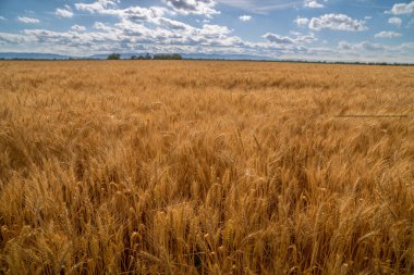 Kuru akan kış buğdayı.