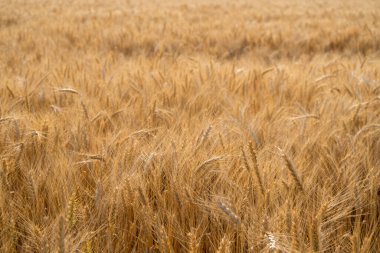 Kuru Kış Buğdayı yakın çekim