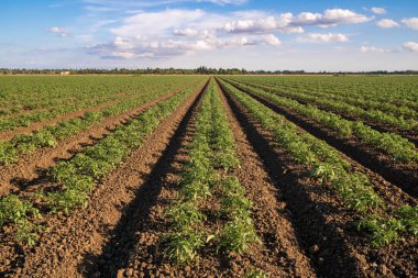 Domates sırası Kaliforniya mahsulü