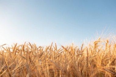 Kış buğdayı kuru ve hasat için hazır..