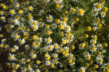 Beyaz ve sarı çiçek deseni.